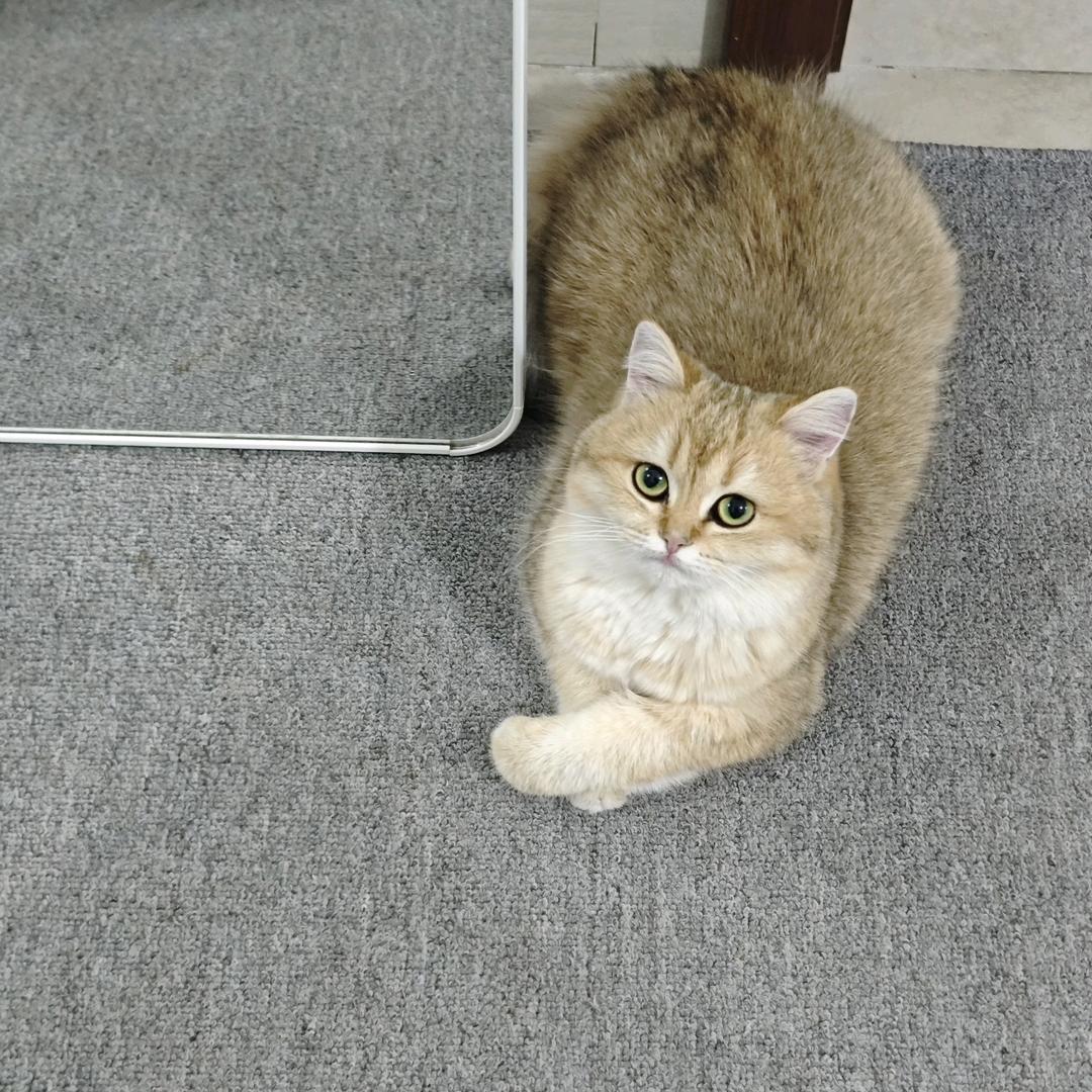 佳人