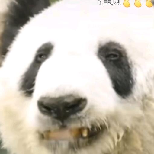 萌兰陪伴丫丫