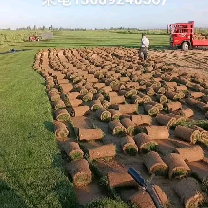 新疆伊犁，绿化草坪基地136892485