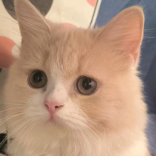 用户1261245096590家有萌宠