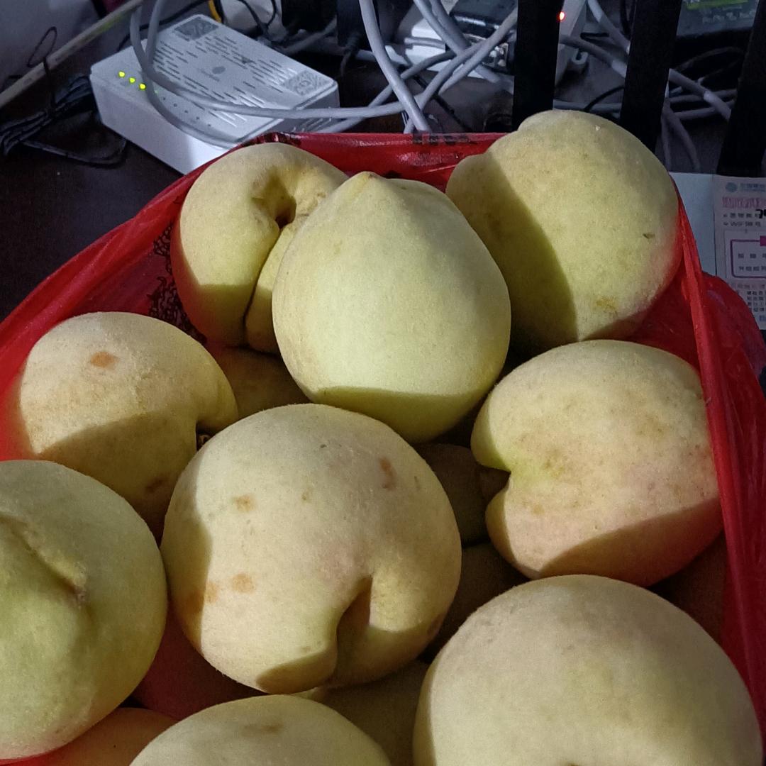 关音滩桃园老李