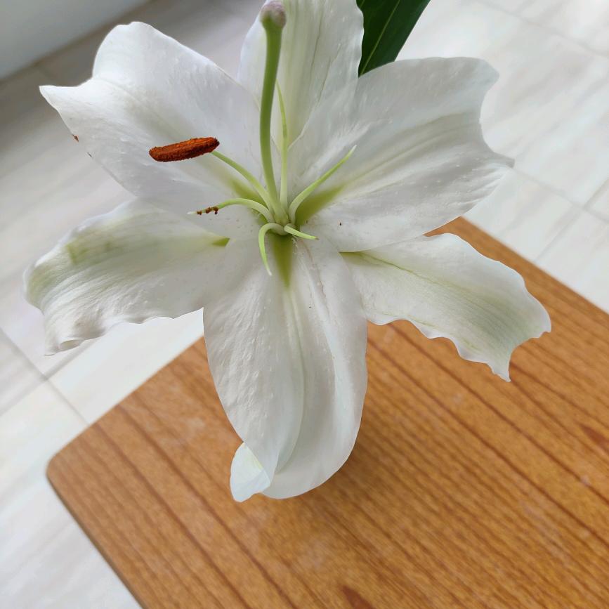 红叶带你去旅行