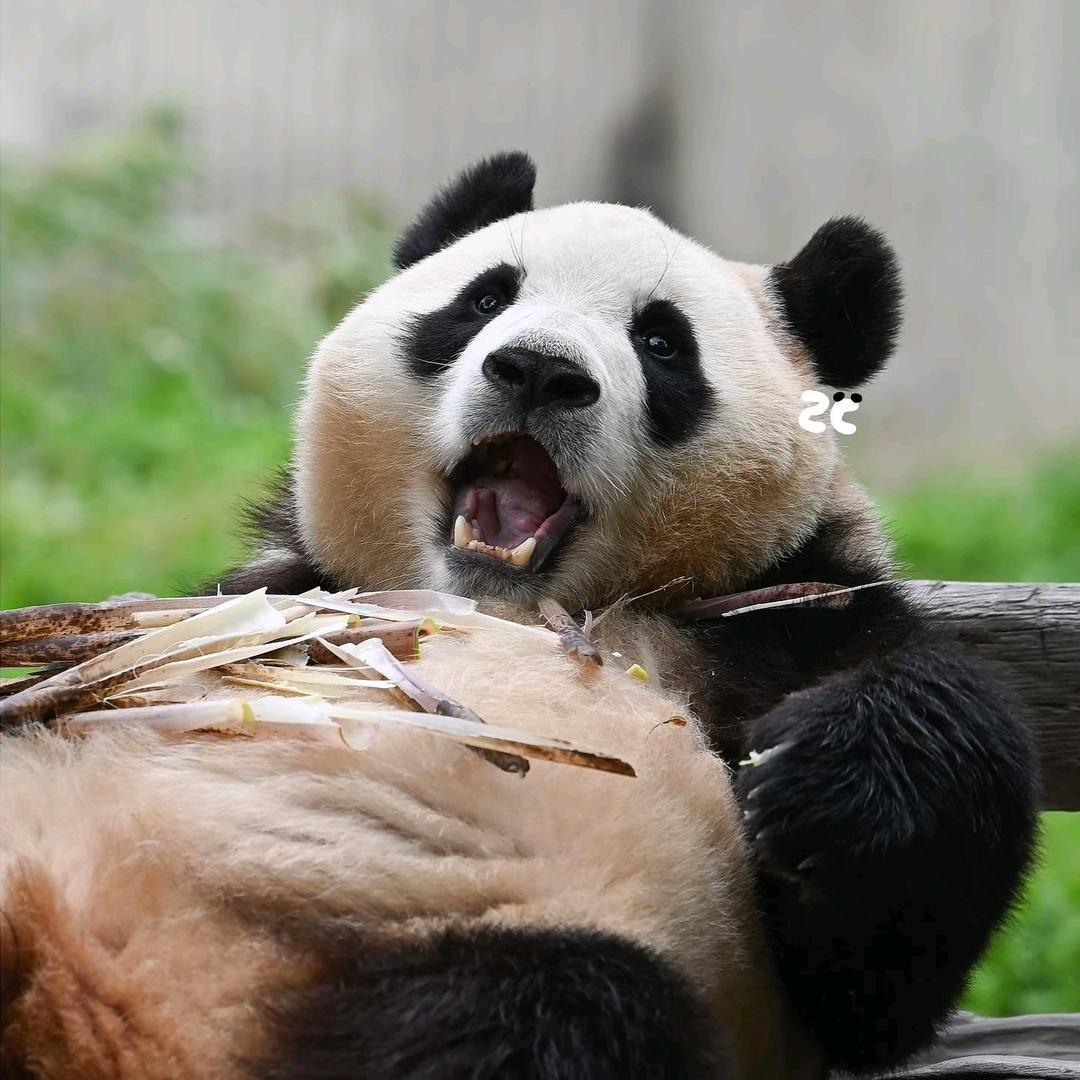 阿福看世界