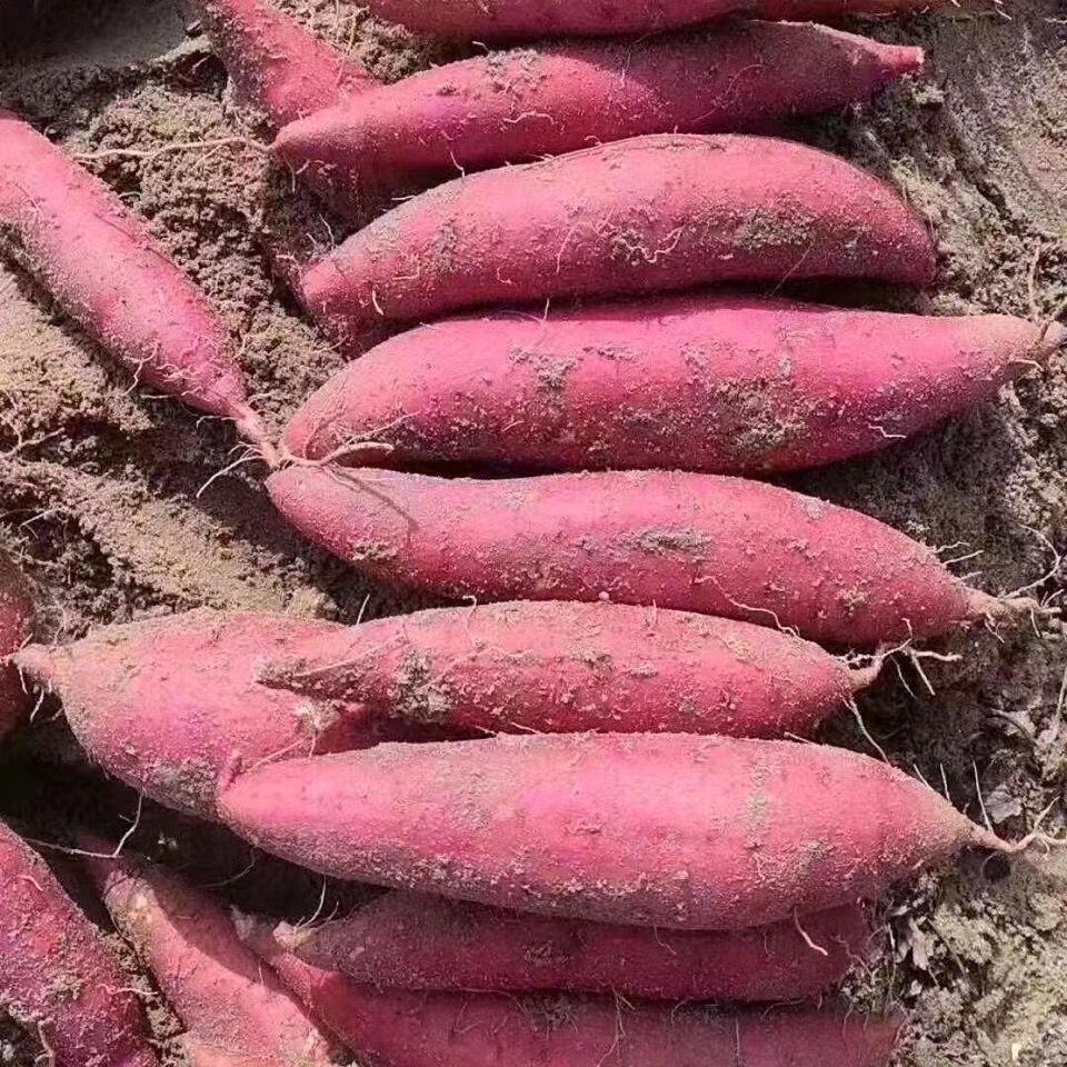 薯您最靓