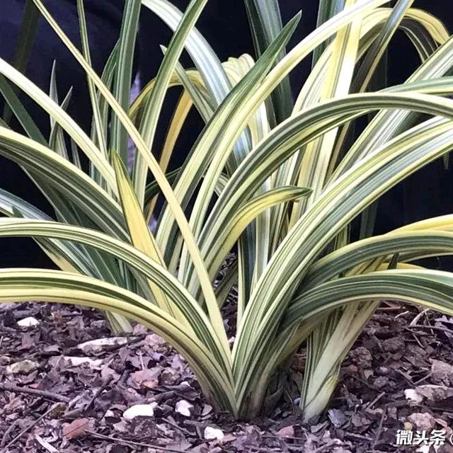 洛阳蕙兰甲天下