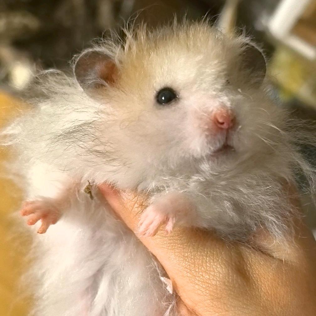 龙蛋少爷打工日记🐹