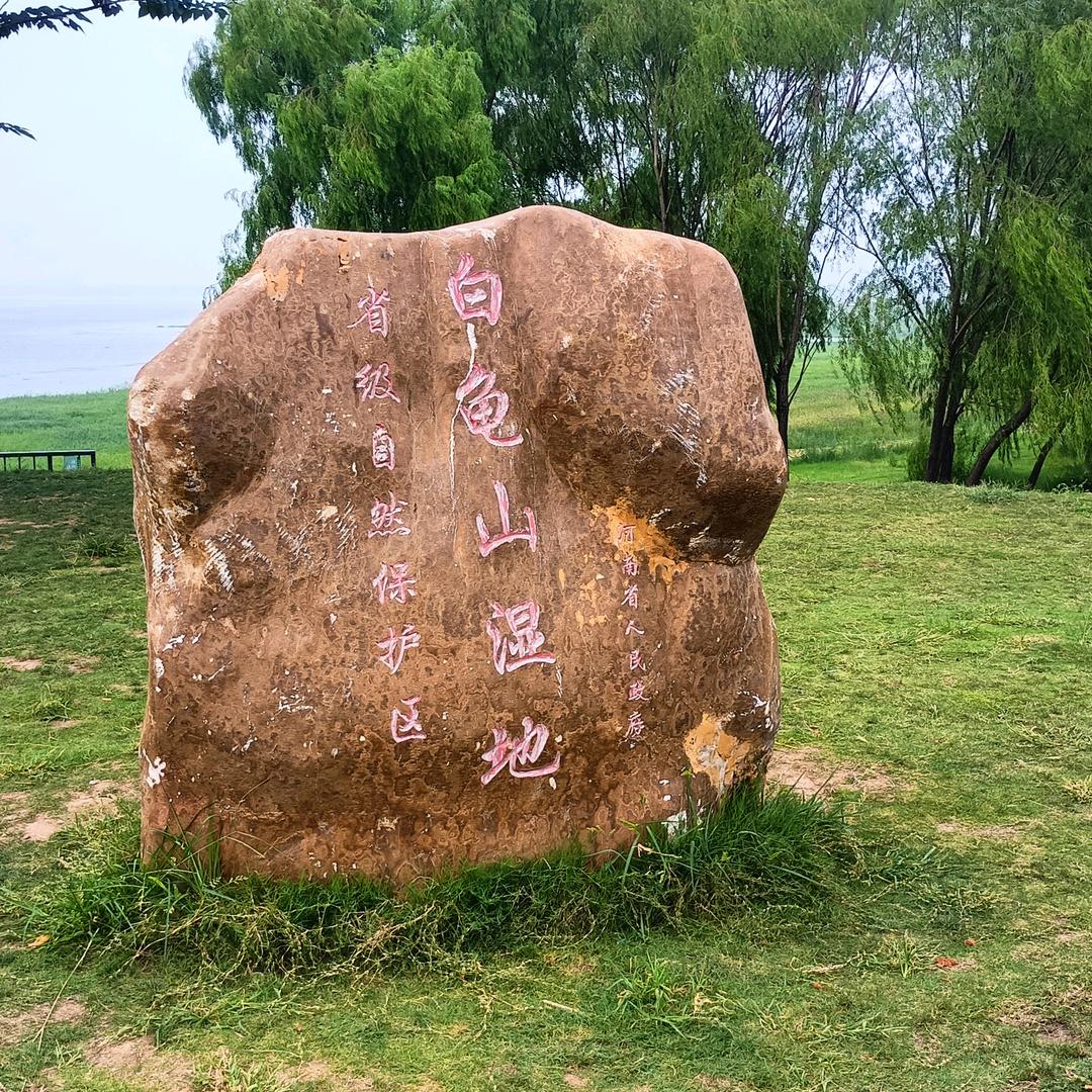 蝎子莱莱