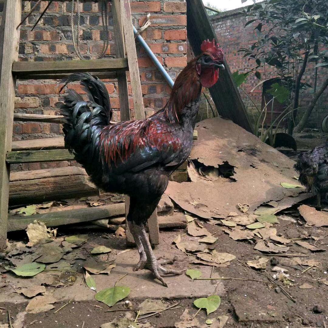 联榕高脚土鸡孵化场