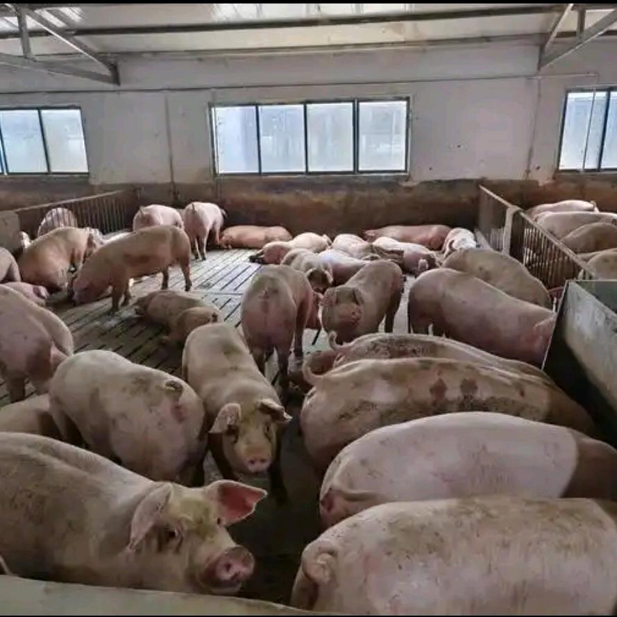 趙老师养殖20年