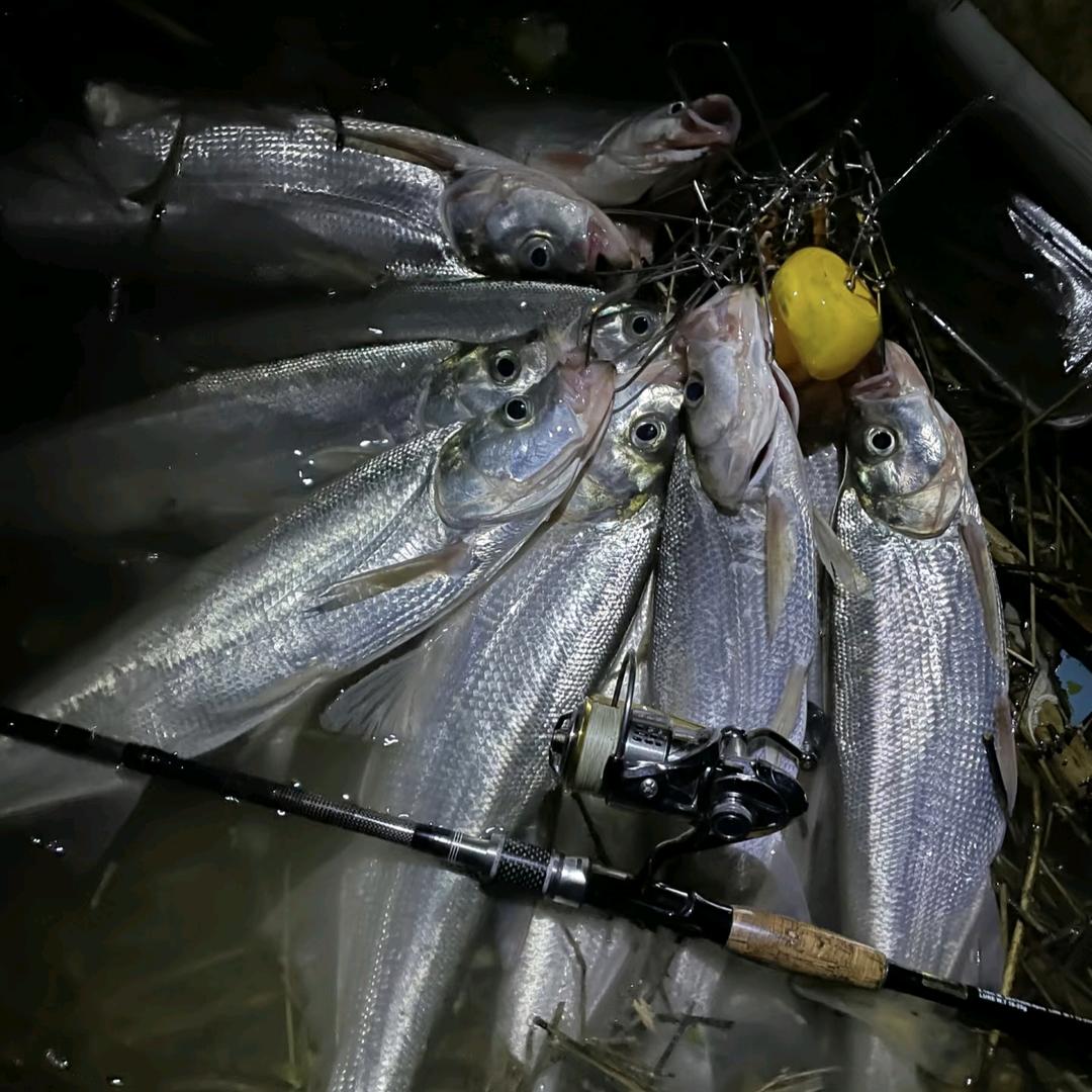 大伟不打龟🎣