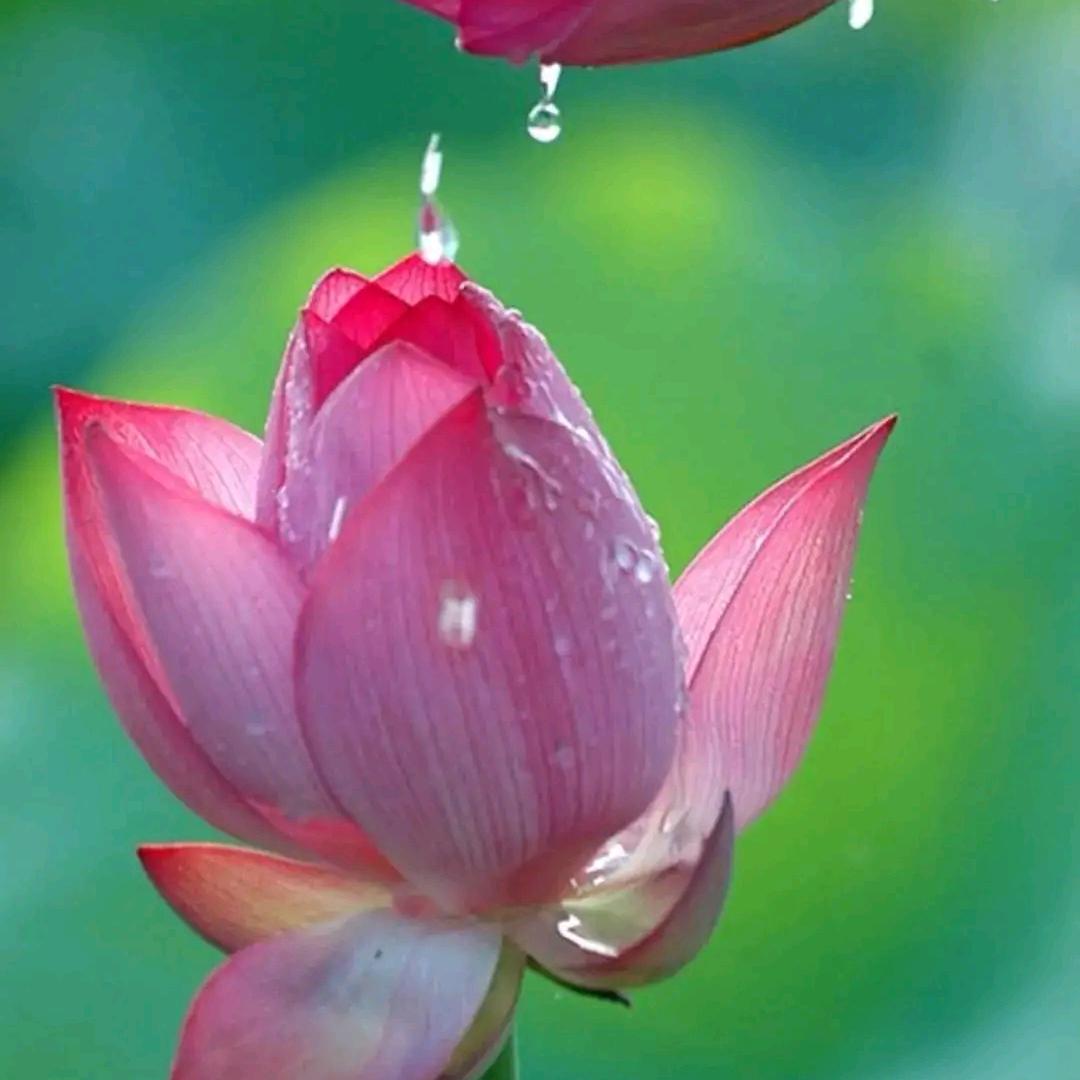 雨荷