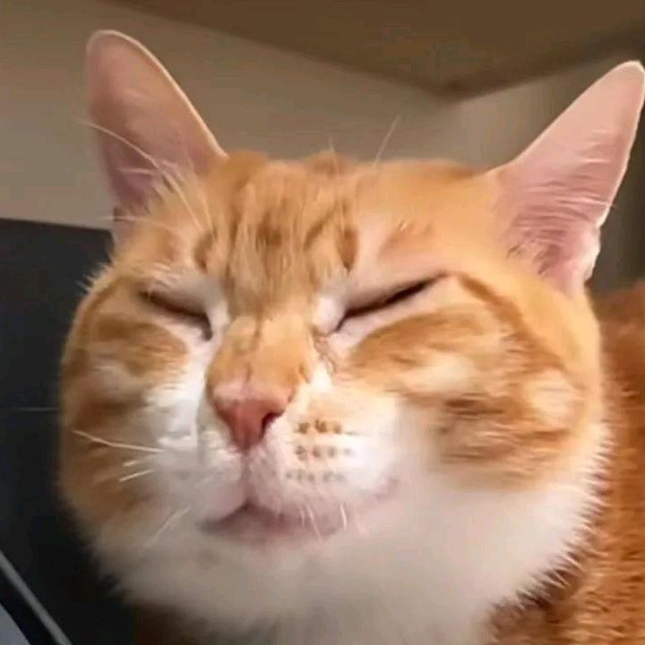 励志创死所有人🙂