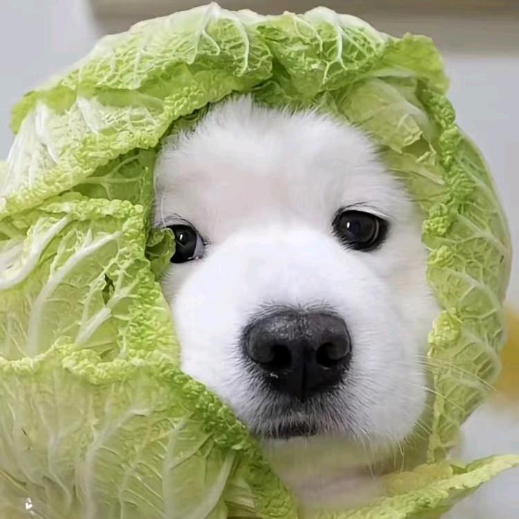 咸鱼翻身压断床