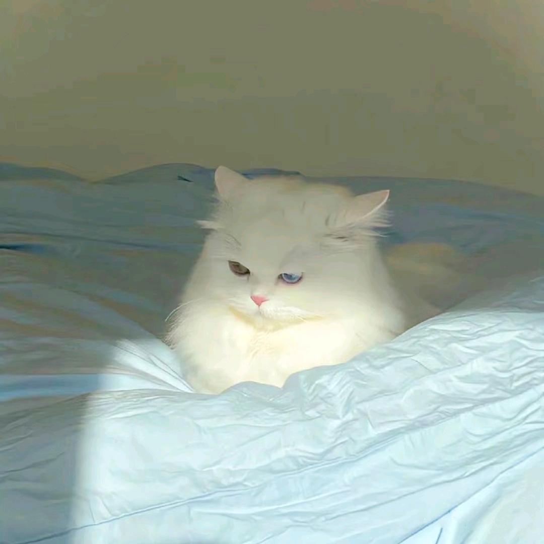 旧时薄荷