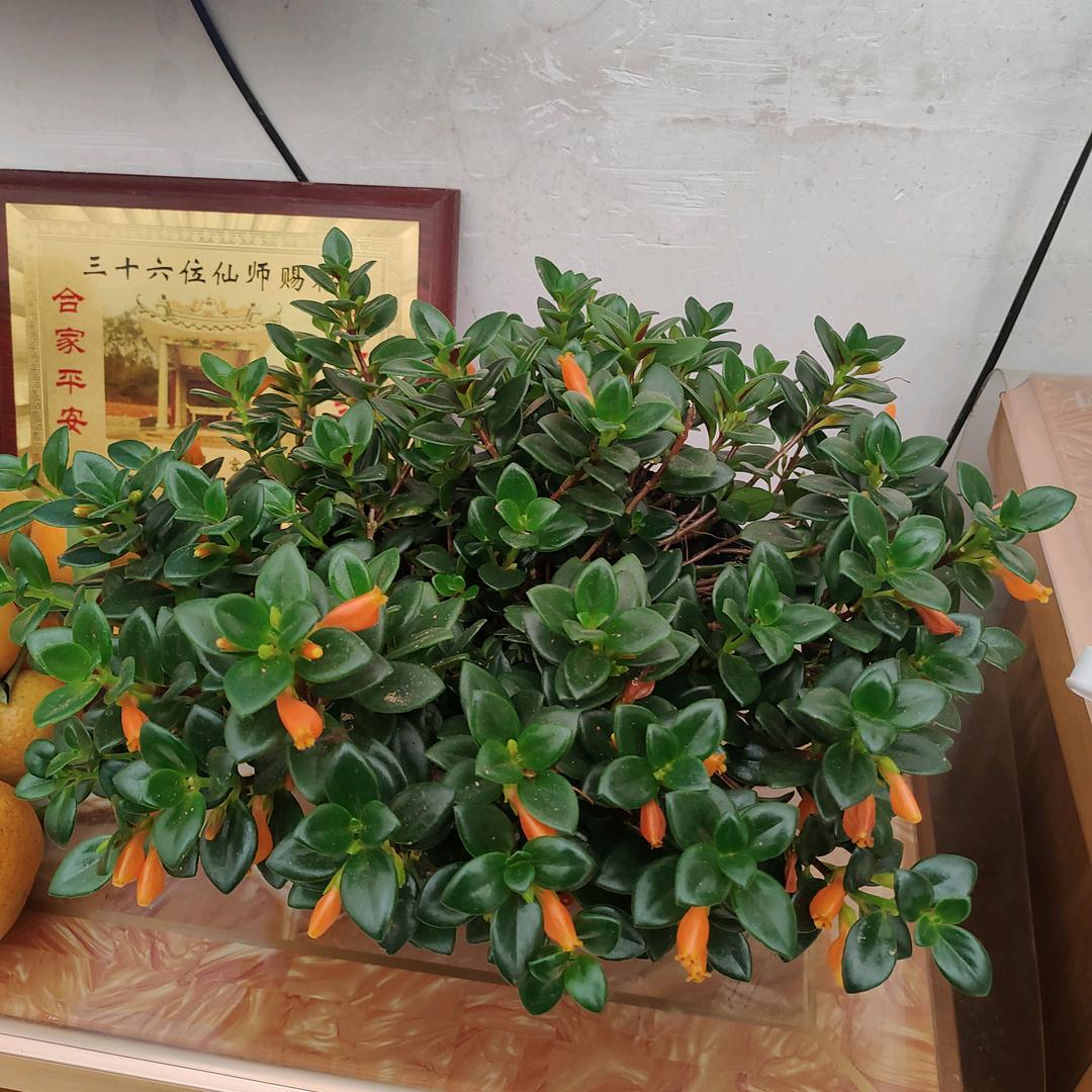 吴梅