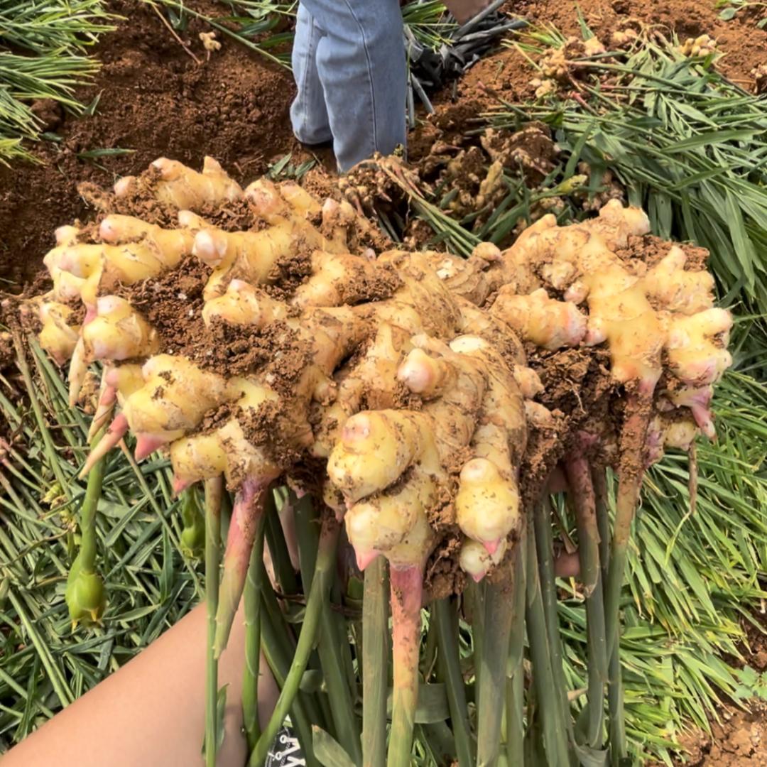 七大施-生姜张老师