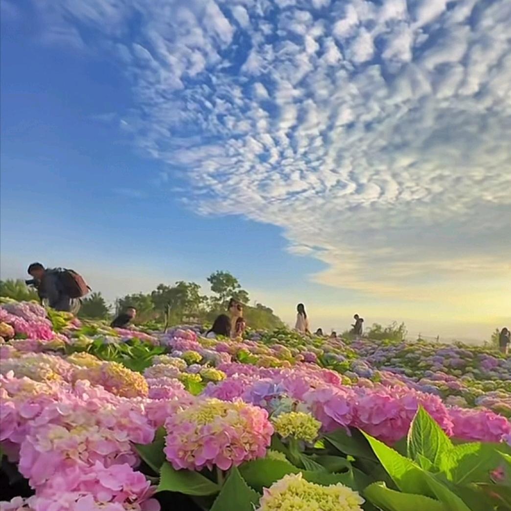 官印