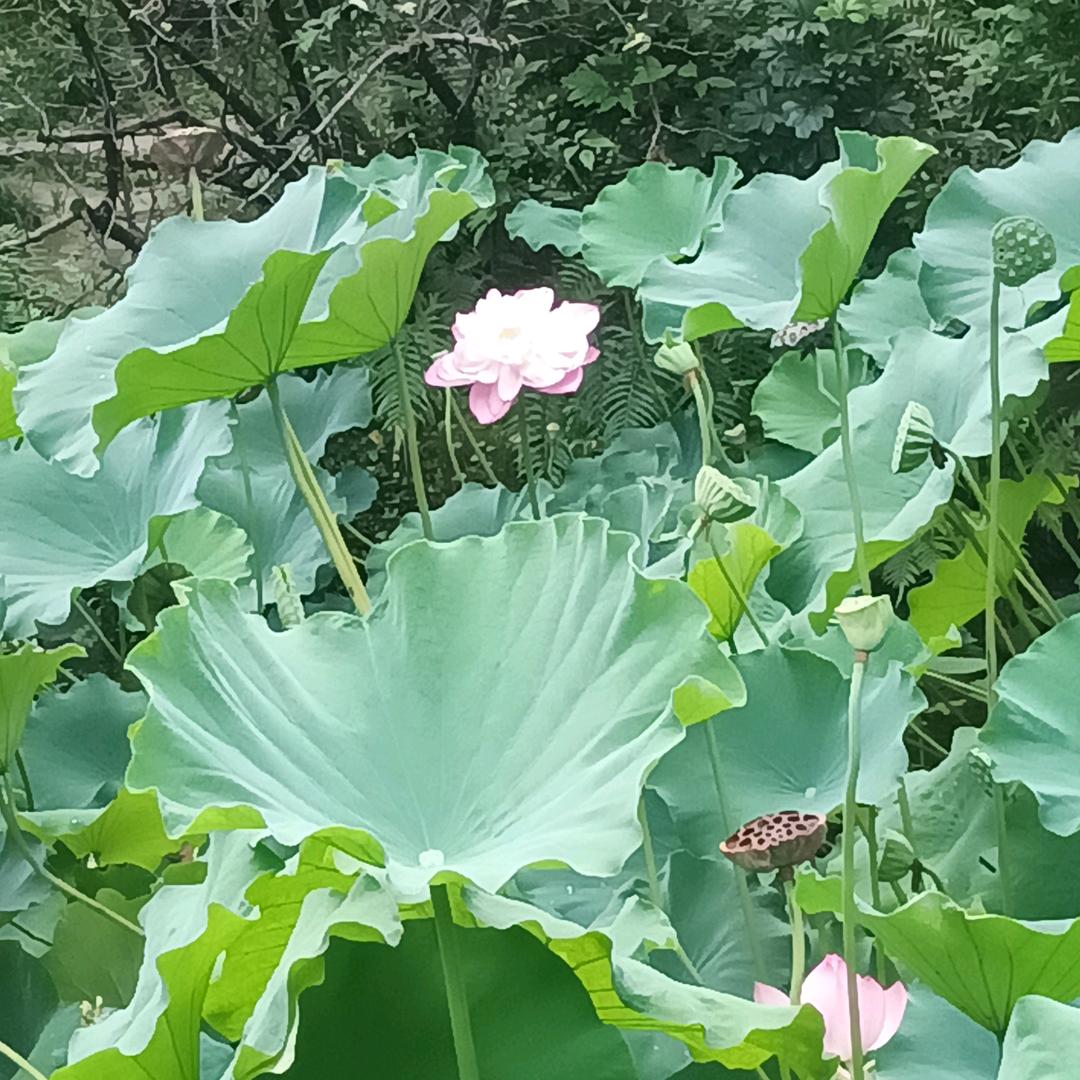 এ᭄柒零逅的晓佬頭