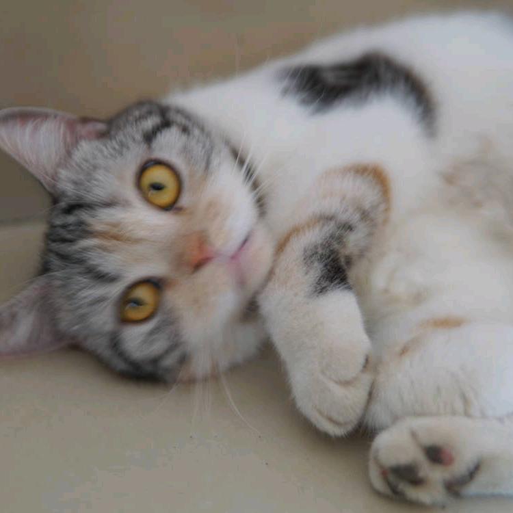 ʷ