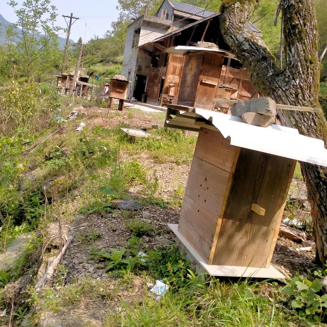 养蜂老王茶叶想一个半