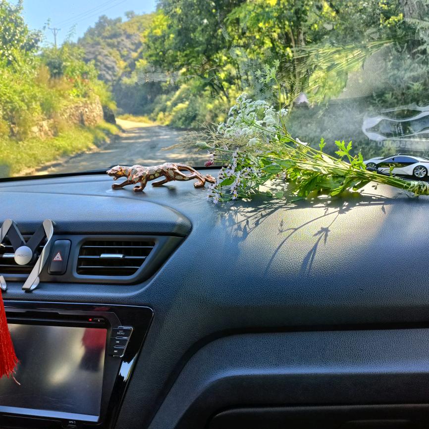 ♛☆╭(╯ε╰)╮🌱