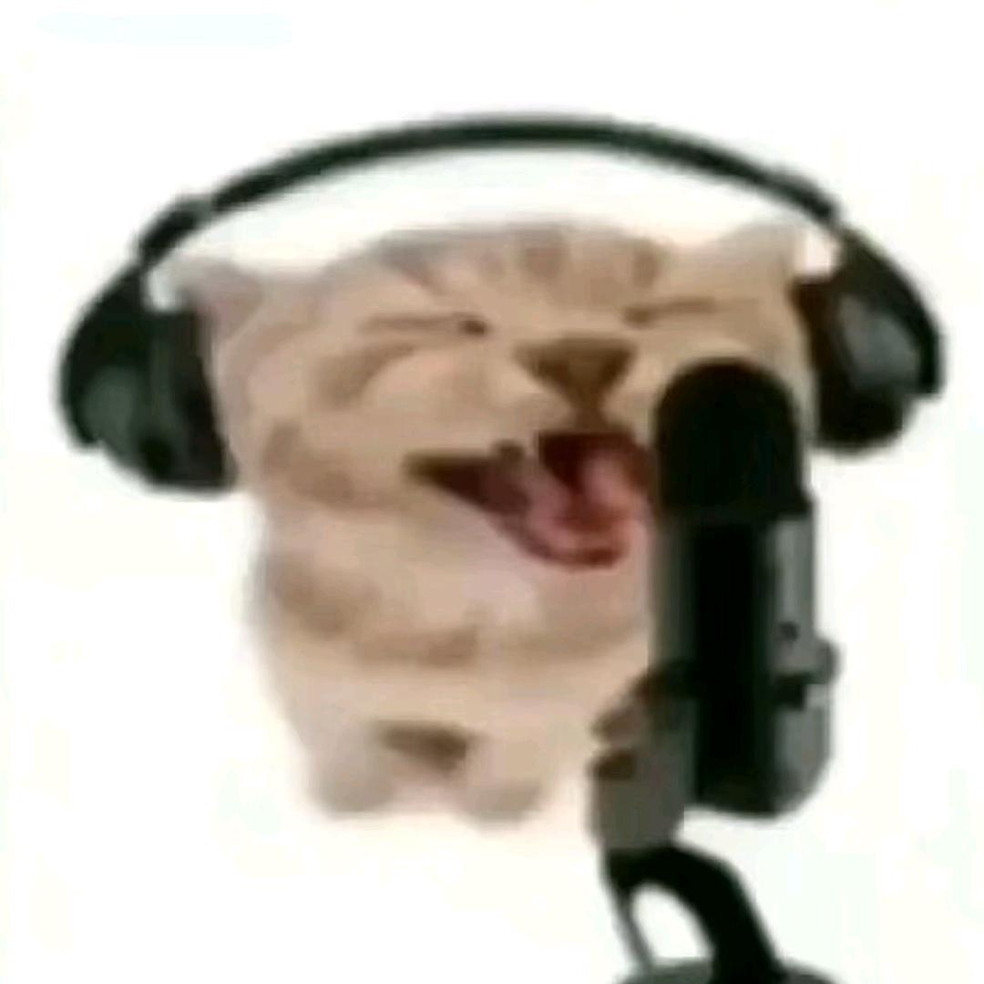 小猫偷袭珍珠港🍬🐰🌹