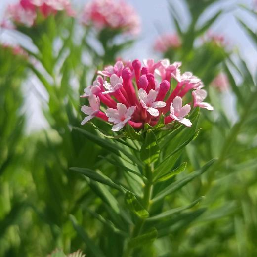 均益车厘子采摘园