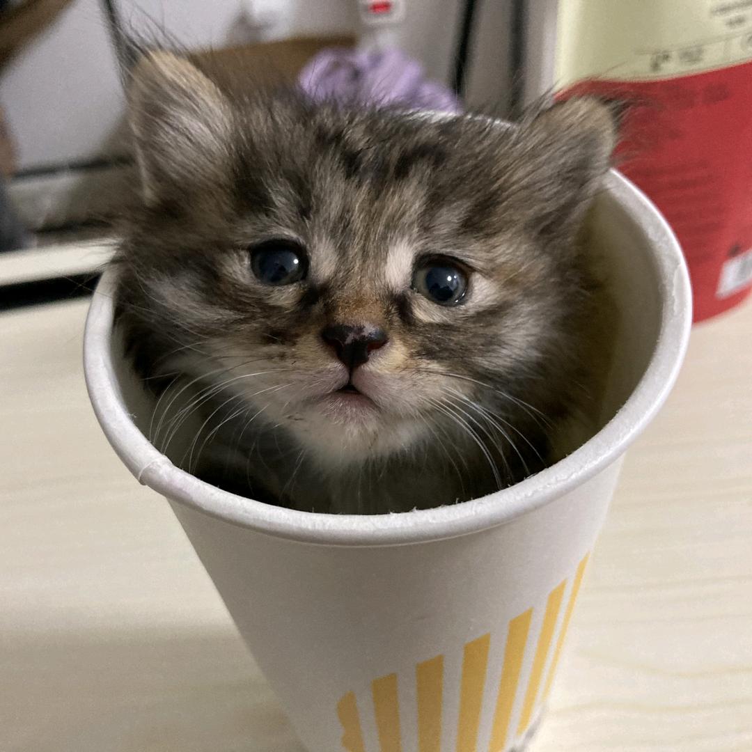 蒲噗噗🐱