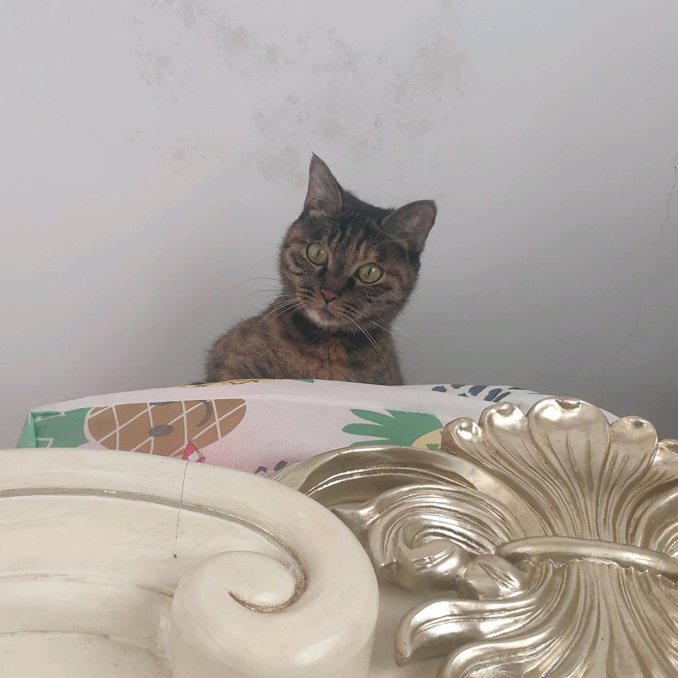 罗小黑的猫