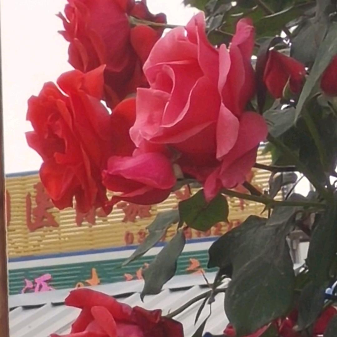 岁月随想，扬子