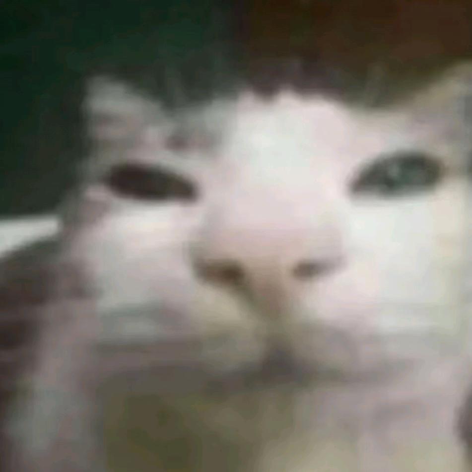 小猫的世界下起了小鱼