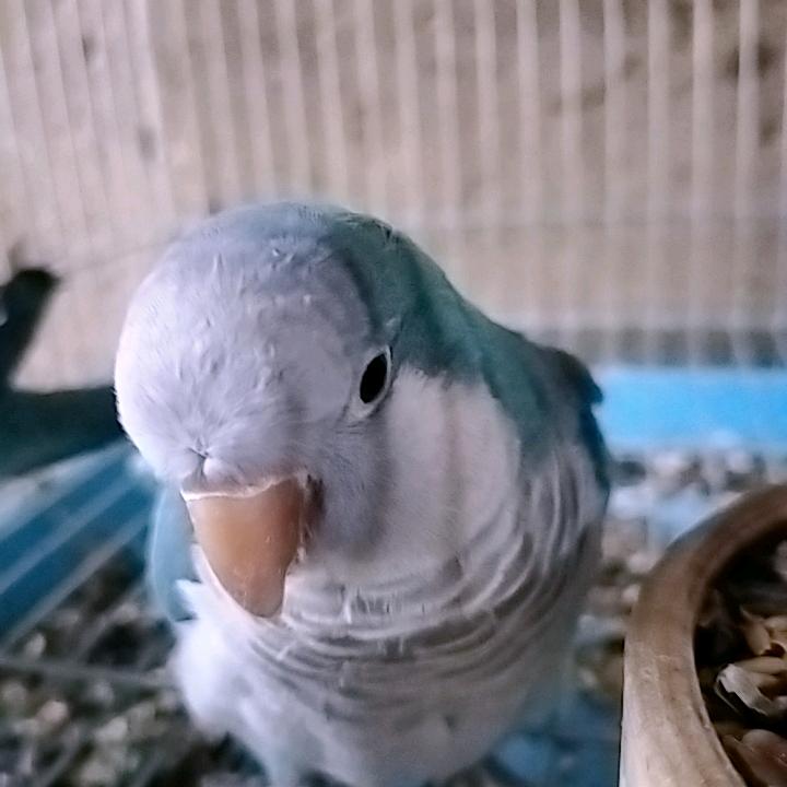 鹩哥八哥鹦鹉爱好者