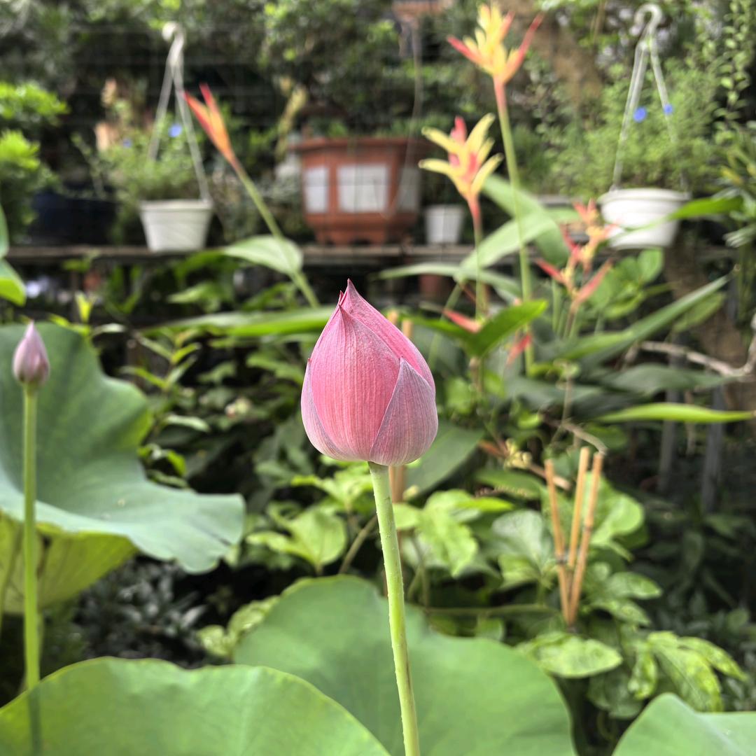 子非鱼，安知鱼之乐？