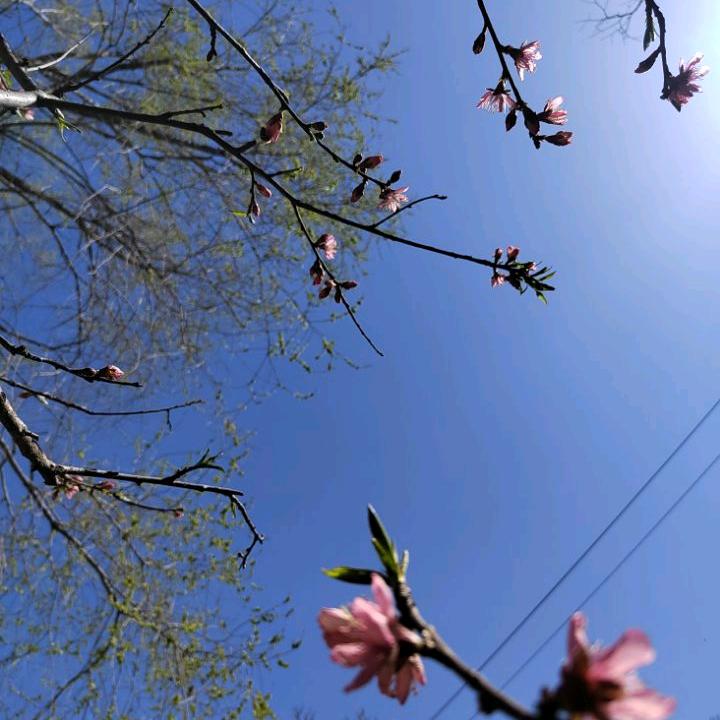 范红燕
