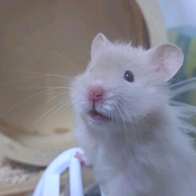 想吃大肉串儿🐑