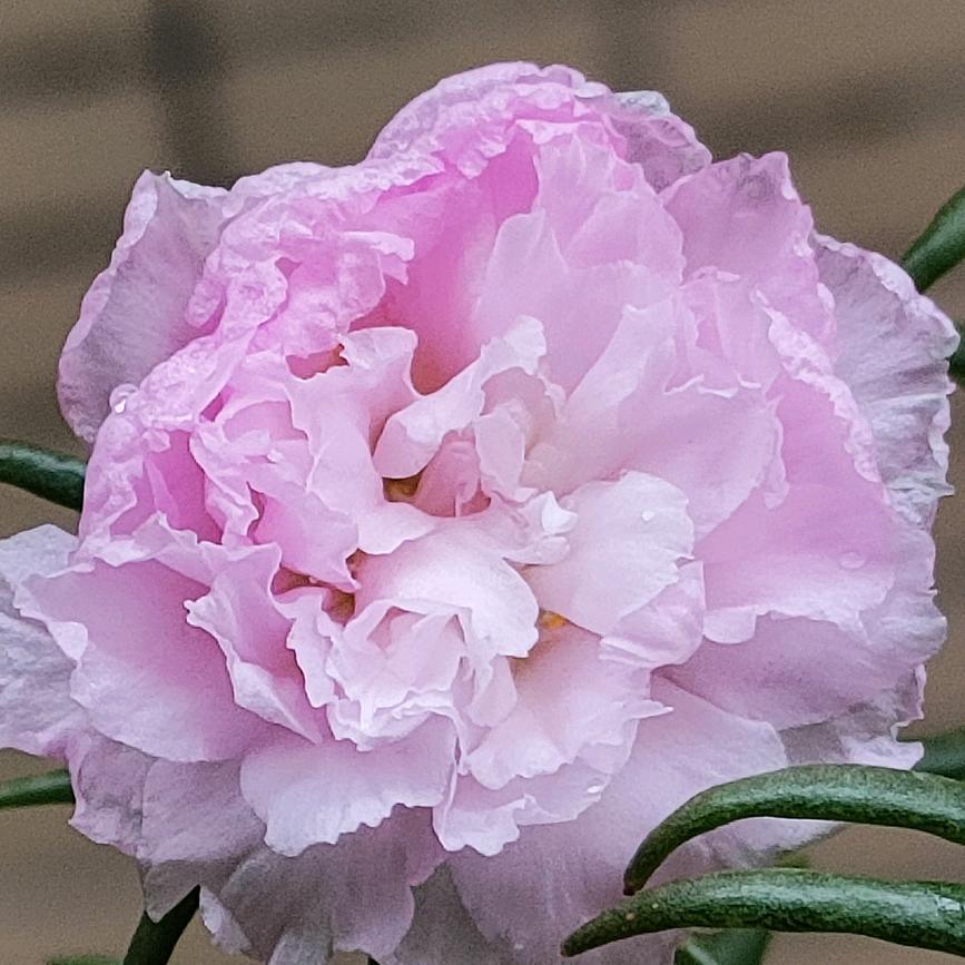 生如夏花