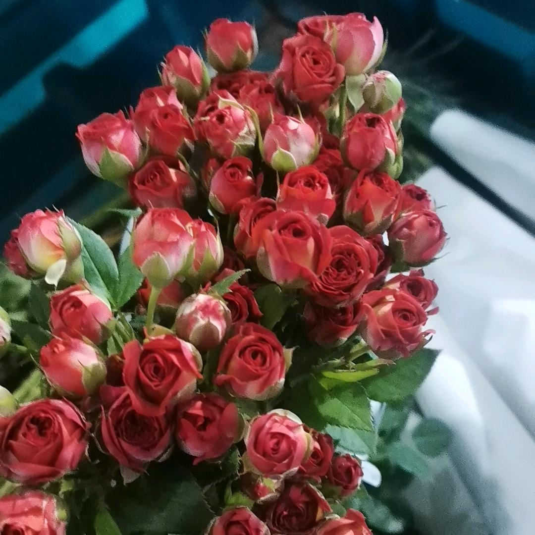 十里淘花（斗南鲜花批发）