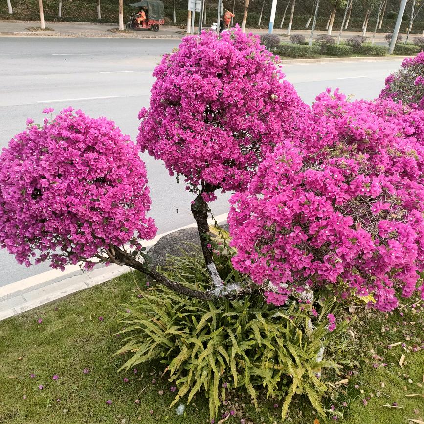 🌸小🌿永💃哥🏃
