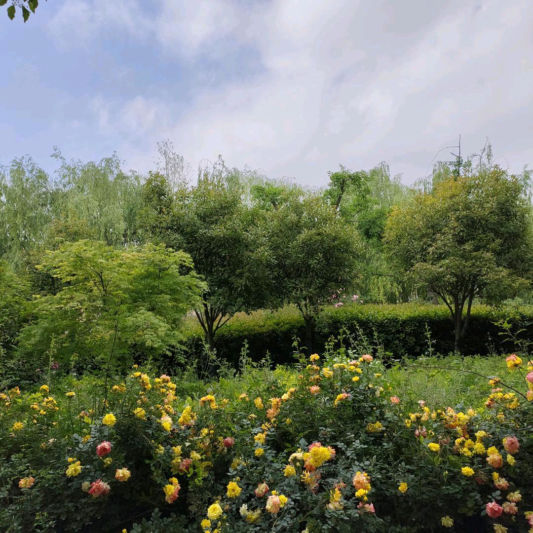 心🌸有🌺所🌼苏🍒