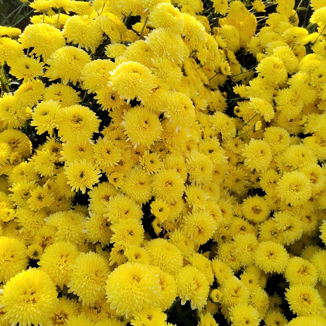 专业烘干各种菊花