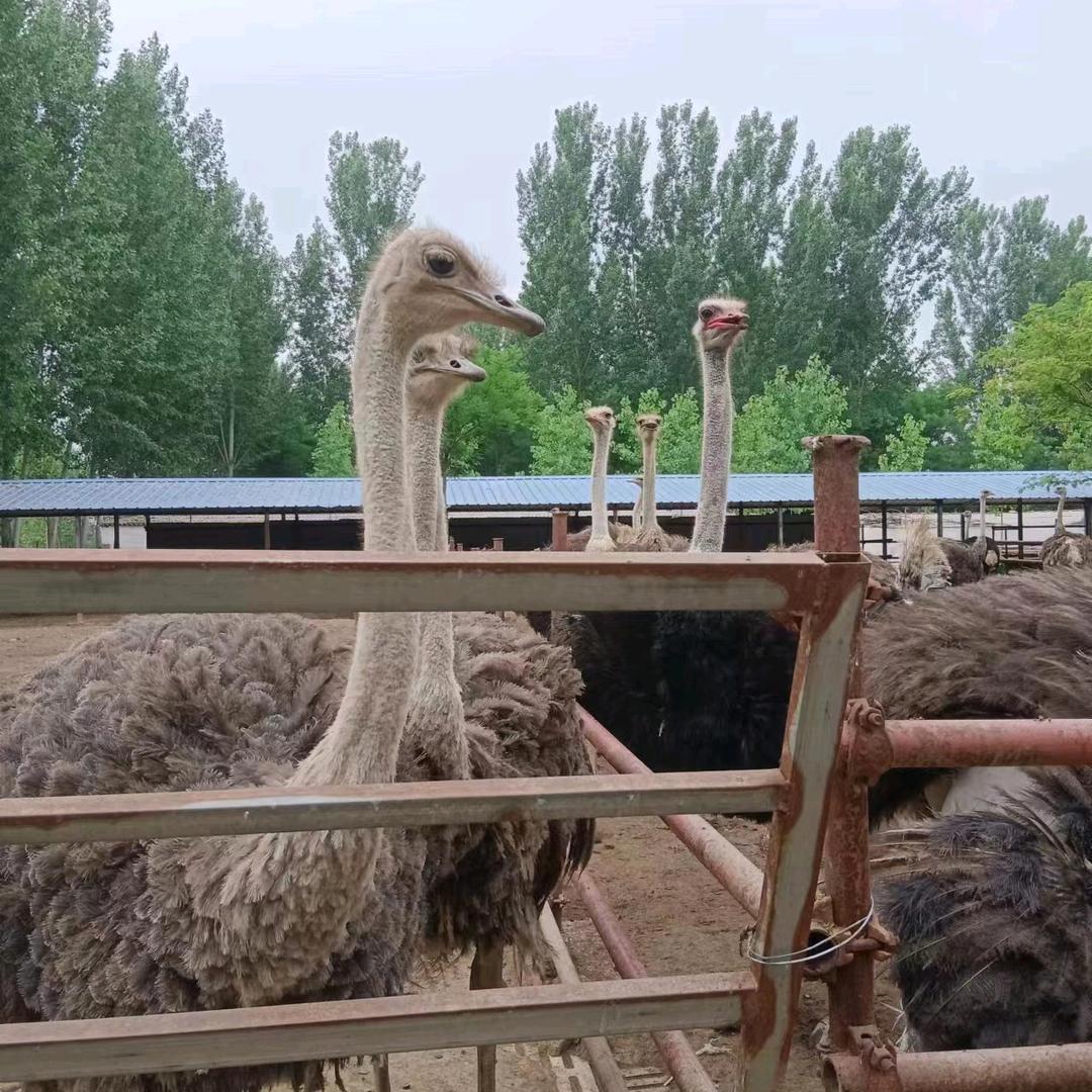 龙豪养殖场
