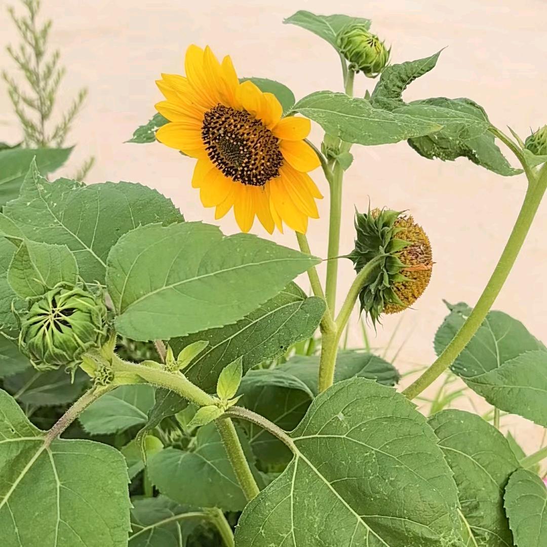 落见冷风起☀