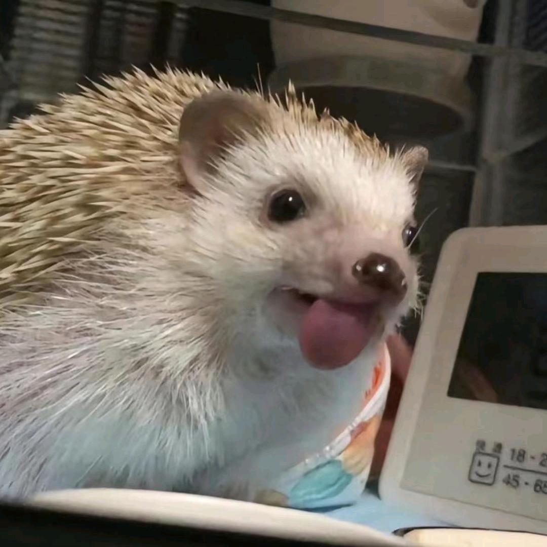 小刺猬🦔