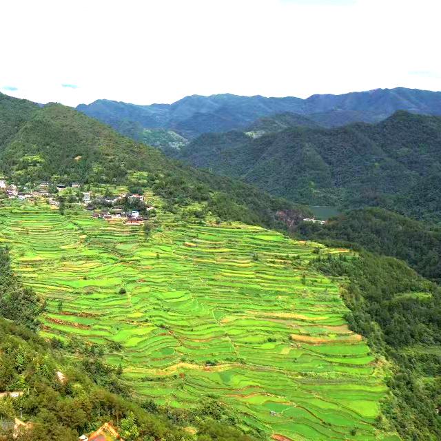 贵州杨杨得利（杨赞）