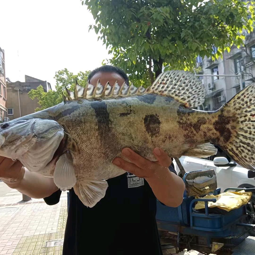 大龙钓鱼
