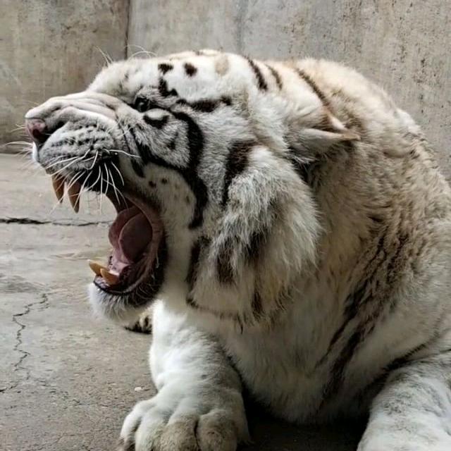☆🐯家有母老虎🐯☆