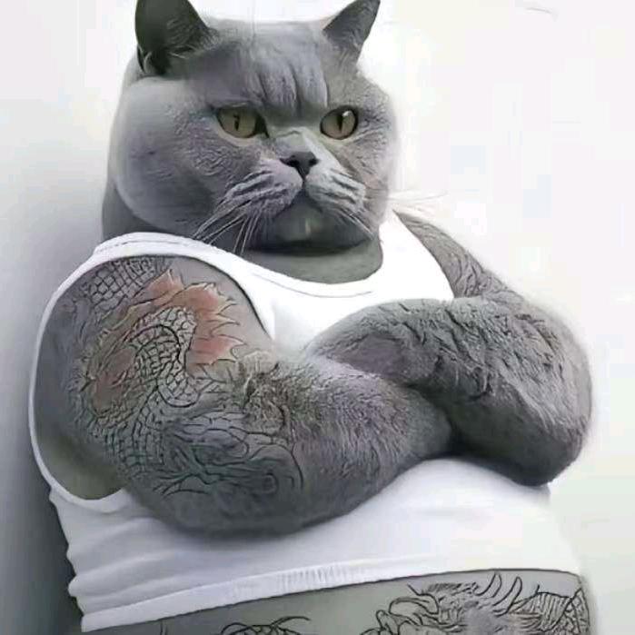 一只大肥猫