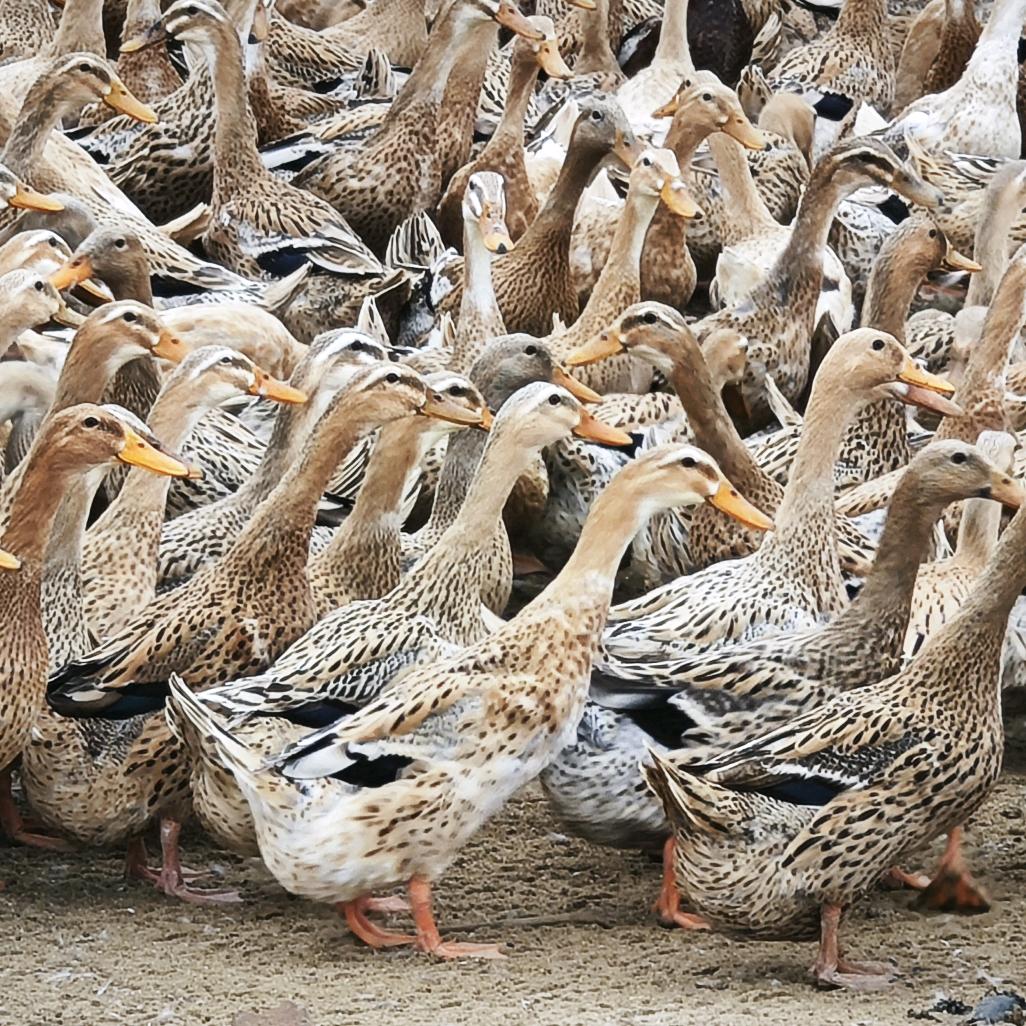 君悦家庭农场（新农人版）