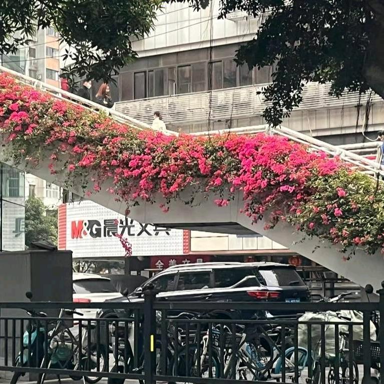 旧林先生