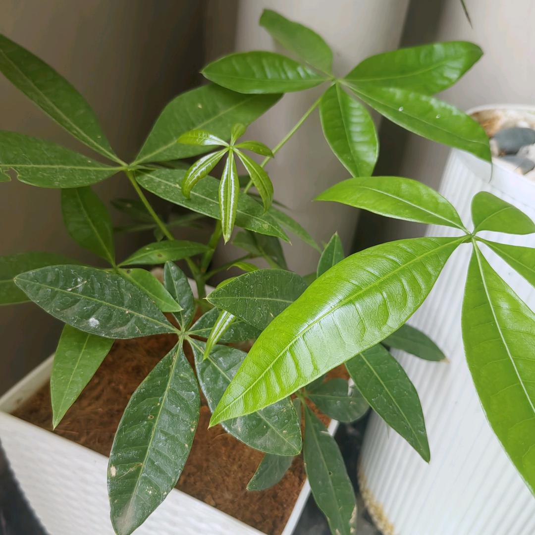 马尼拉G-stone装饰